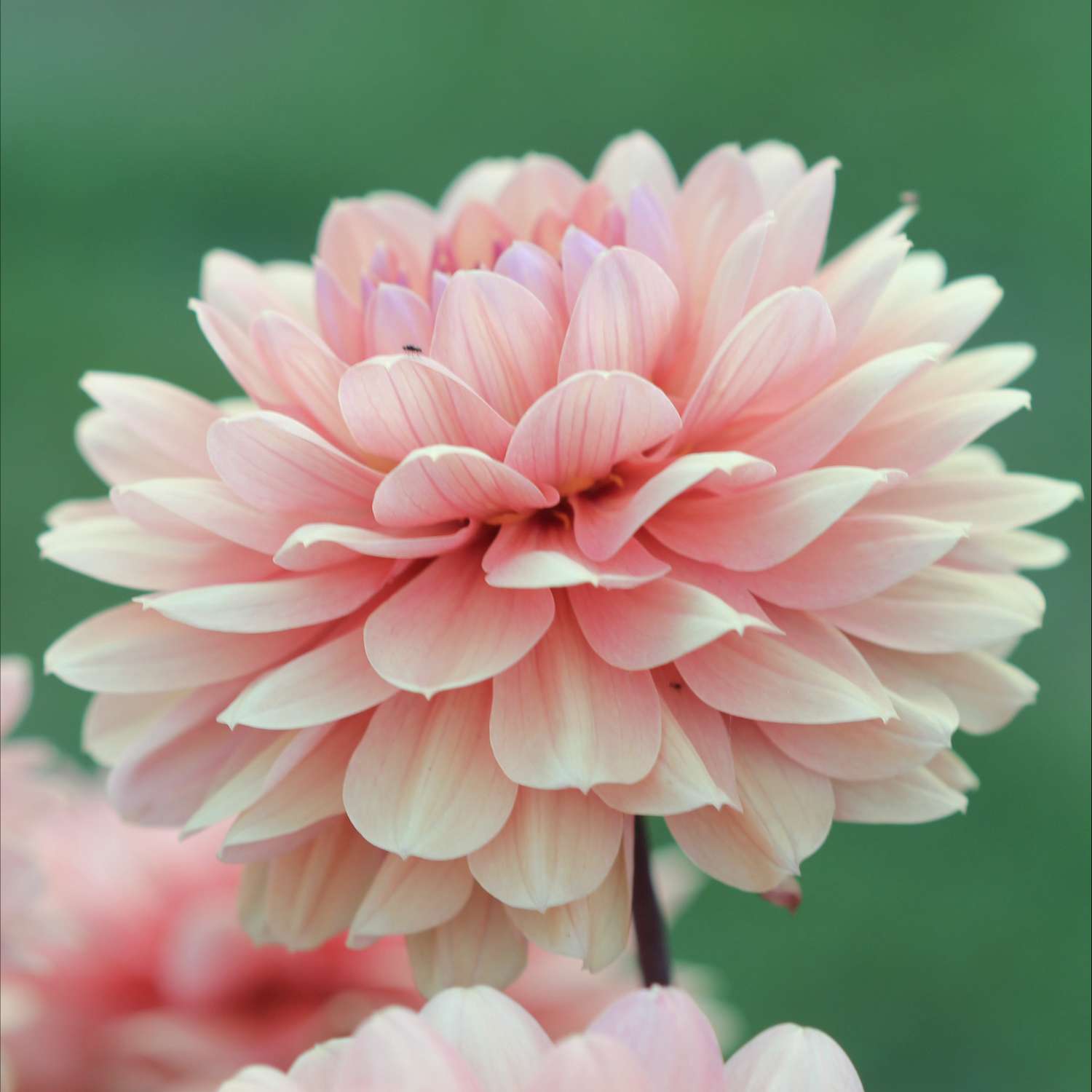Dahlie ‘Château de la Bourdaisière’ - Dahlia